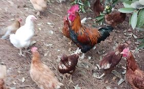Finca Aramai
